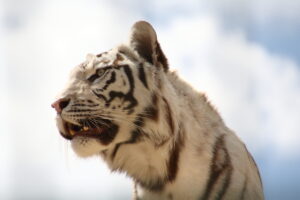 210503 Sikypark12 Tiere